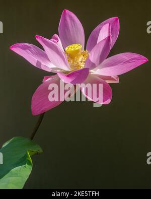 Closeup view of bright pink lotus flower nelumbo nucifera blooming outdoors in sunlight on dark background Stock Photo