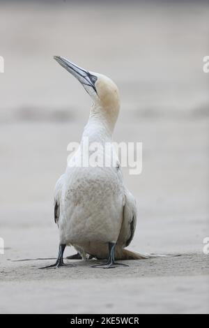 Gannet dying on Scottish beach, infected with bird flu (avian influenza, H5N1) Stock Photo