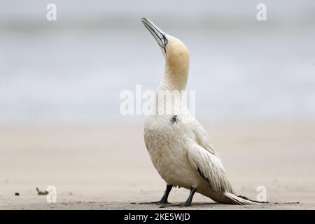 Gannet dying on Scottish beach, infected with bird flu (avian influenza, H5N1) Stock Photo