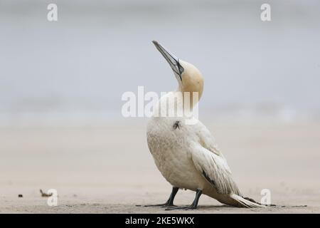 Gannet dying on Scottish beach, infected with bird flu (avian influenza, H5N1) Stock Photo