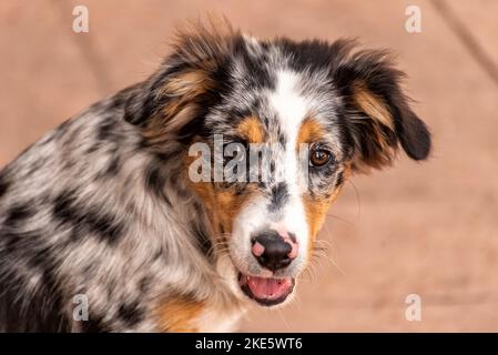Title: Portrait of a cute Australian Shepherd puppy looking at the camera Stock Photo