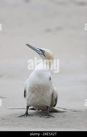 Gannet dying on Scottish beach, infected with bird flu (avian influenza, H5N1) Stock Photo