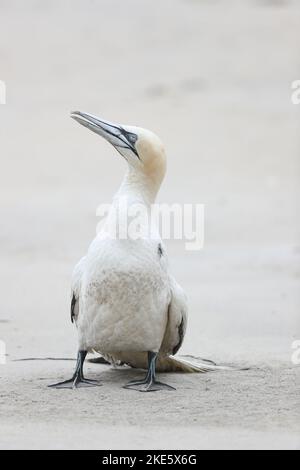 Gannet dying on Scottish beach, infected with bird flu (avian influenza, H5N1) Stock Photo