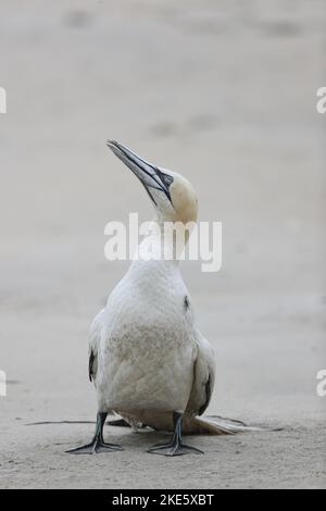 Gannet dying on Scottish beach, infected with bird flu (avian influenza, H5N1) Stock Photo