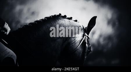 A black and white image of a horse with a braided mane. Equestrian sports and horse riding. Stock Photo