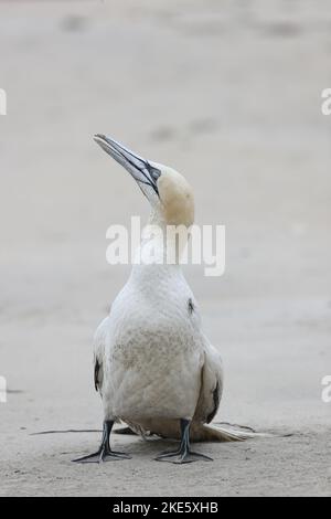 Gannet dying on Scottish beach, infected with bird flu (avian influenza, H5N1) Stock Photo