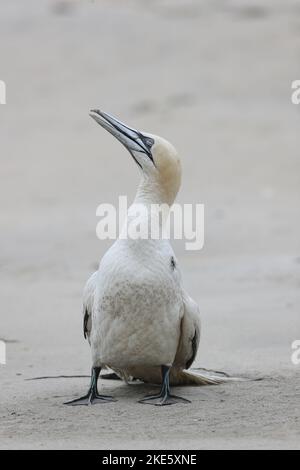 Gannet dying on Scottish beach, infected with bird flu (avian influenza, H5N1) Stock Photo