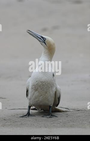 Gannet dying on Scottish beach, infected with bird flu (avian influenza, H5N1) Stock Photo