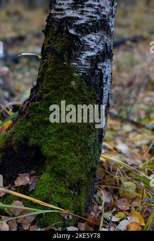 The trunk of a tree, overgrown with green mouse-like on the north side, against the background Stock Photo