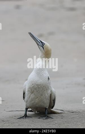 Gannet dying on Scottish beach, infected with bird flu (avian influenza, H5N1) Stock Photo