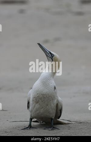 Gannet dying on Scottish beach, infected with bird flu (avian influenza, H5N1) Stock Photo