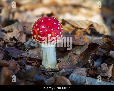 Fly Agaric Toadstool in a Meadow Stock Photo