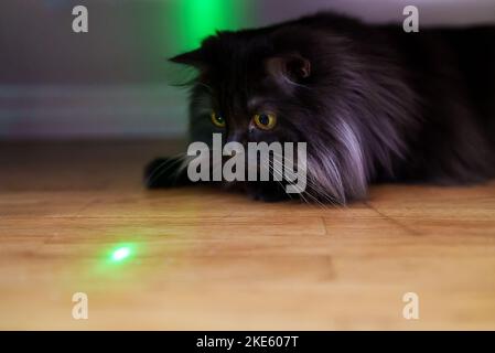 Scottish straight cat playing with laser pointer. Stock Photo