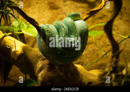 Close-Up Of Green Python Curled Up On Branch And Sleeping. Stock Photo