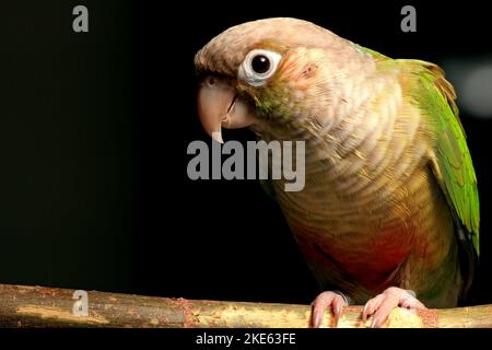 The view of a Cinnamon Green-Cheeked Conure perching on a branch before the black background Stock Photo