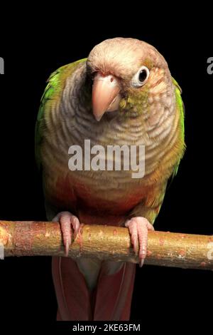 The vertical view of a Cinnamon Green-Cheeked Conure perching on a branch before the black background Stock Photo