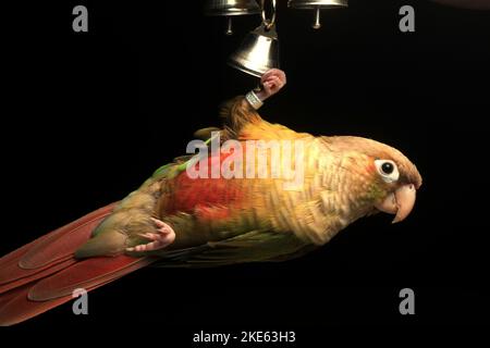 The macro of a Cinnamon Green-Cheeked Conure hanging from a toy bell before the black background Stock Photo