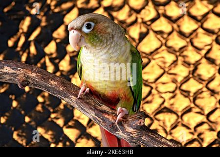 The view of a Cinnamon Green-Cheeked Conure perching on a branch before the golden patterned background Stock Photo