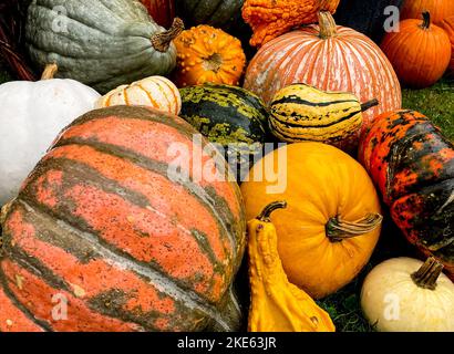 An autumnal horizontal still life of various colored gourds and pumpkins. Stock Photo