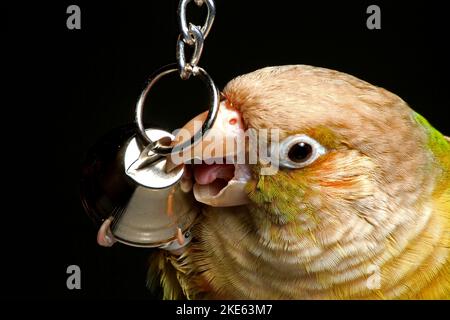 The macro of a Cinnamon Green-Cheeked Conure biting a toy bell before the black background Stock Photo