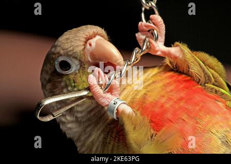 The macro of a Cinnamon Green-Cheeked Conure grabbing and biting a silver chain Stock Photo