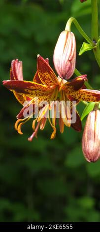 A vertical shot of a Martagon Lily blossom and buds with green