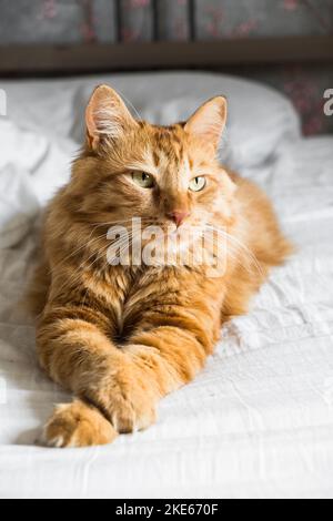 Ginger tabby cat lies on the bed in soft morning light, paw folded. Beautiful cozy cat. Home pets. Stock Photo
