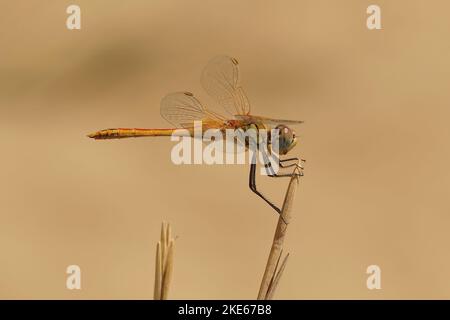 A macro shot of a Red-veined darter (Sympetrum fonscolombii ) on a plant against blurred background Stock Photo