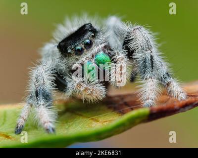 Regal jumping spider male sub adult - Phidippus regius species from USA Florida Everglades Stock Photo