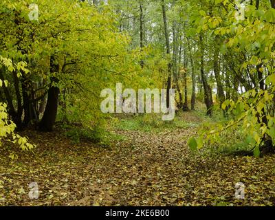 Autumn landscape yellow fallen leaves on the path foreground dark tree trunks Stock Photo
