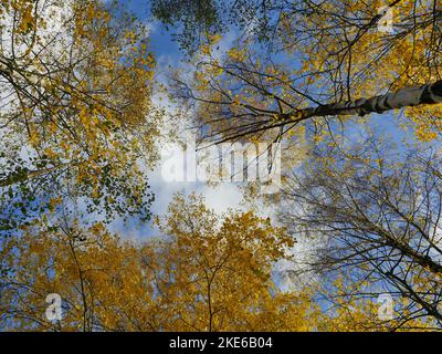 autumn trees with yellow leaves overhead in a cloudy sky Stock Photo