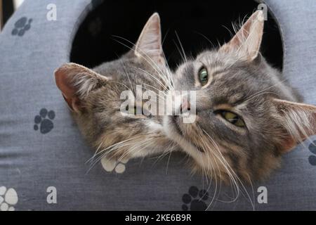 Two cat muzzles look out from the cat house close-up Stock Photo