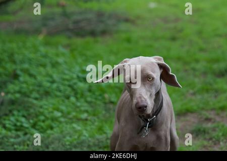 Close portrait of a beautiful weimaraner dog walking in nature in a park near Lyon, France Stock Photo