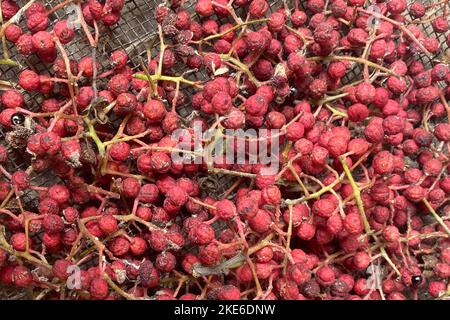 Closeup of many ripe Sichuan pepper (Zanthoxylum bungeanum) seeds Stock Photo