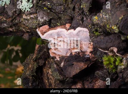 Cushion bracket fungus, Phellinus pomaceus, growing on the trunk of a plum tree, in an orchard, northeast of Troy, Montana. Stock Photo