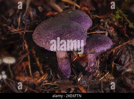 A small group of violet webcap mushrooms, Cortinarius violaceus, found growing along Treemile Creek, in the mountains, west of Troy, Montana. Stock Photo