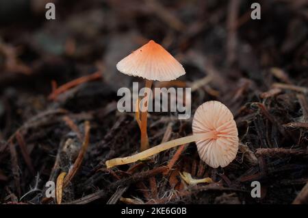 An Orange Bonnet mushroom, Mycena acicula, growing on the forest floor, under mixed conifers, anlong Brush Creek, northwest of Troy, Montana.  Common Stock Photo