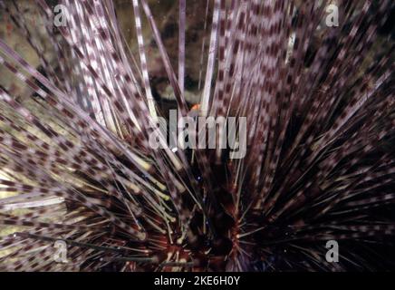 Echinothrix calamaris, known commonly as the banded sea urchin or double spined urchin Stock Photo