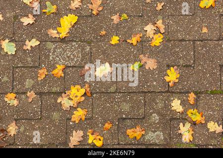 Fallen yellow leaves on brick pavement. Stock Photo