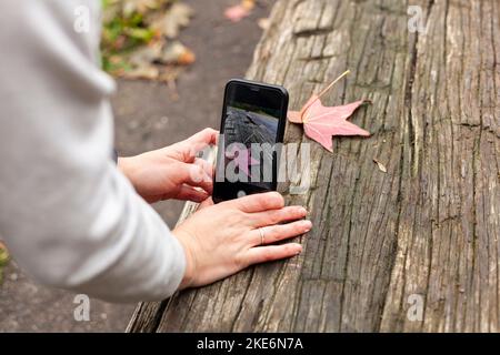 Female hands take a picture on the phone of a fallen autumn red-yellow maple leaf lying on an old wooden table Stock Photo