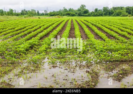 Agricultural crop field flooded with excess rain water due to the ...