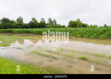 Corn field flooded with excess rain water due to the effects of climate ...