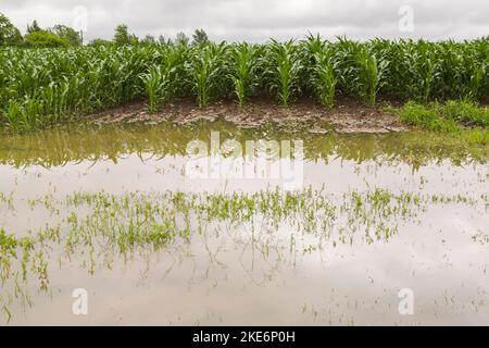 Corn field flooded with excess rain water due to the effects of climate change. Stock Photo