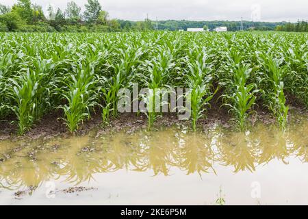 Corn field flooded with excess rain water due to the effects of climate change. Stock Photo