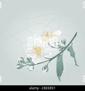 Jasmine flower and buds on a blue background cracks in the porcelain place for text vintage  vector illustration editable hand draw Stock Vector