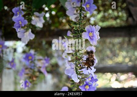 Purple flwer, bengal clock vine, Italy Stock Photo