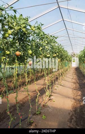 Rows of not yet ripe green and red Lycopersicon esculentum - Tomatoes on the vine being organically grown inside polyethylene film greenhouse. Stock Photo