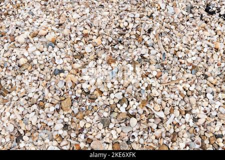 Shells making up Shellness Beach, Leysdown on Sea, Kent, England, UK Stock Photo