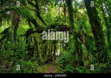 The Nikau Walk, Kahurangi National Park, leads through dense rainforest with many kinds of ferns. Karamea, West Coast, South Island, New Zealand Stock Photo