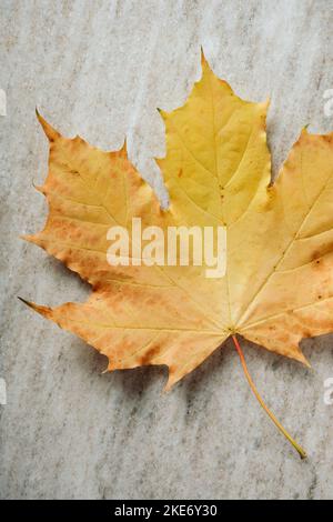Yellow maple leaf on a marble surface close-up. Stock Photo